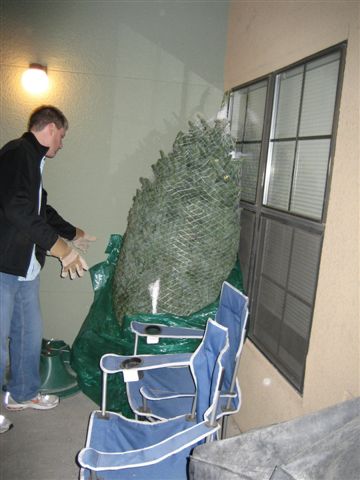 bringing in the tree